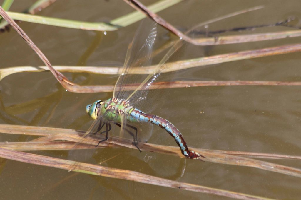 Anax imperator?